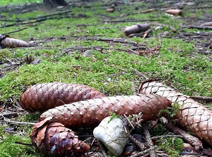 Haidinger's Boutique Domizil מלון *