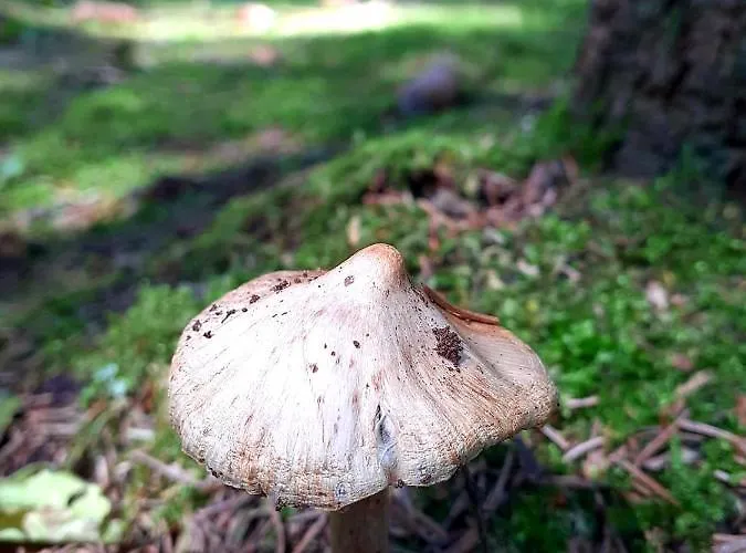 Hotel Haidinger's Boutique Domizil