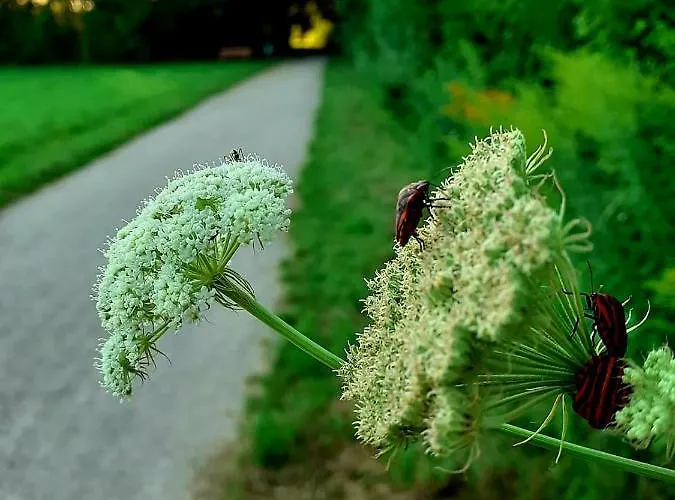 Hotel Haidinger's Boutique Domizil Oftering