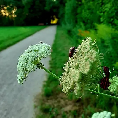 Hotel Haidinger's Boutique Domizil Oftering