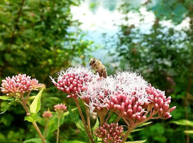 מלון Haidinger's Boutique Domizil *